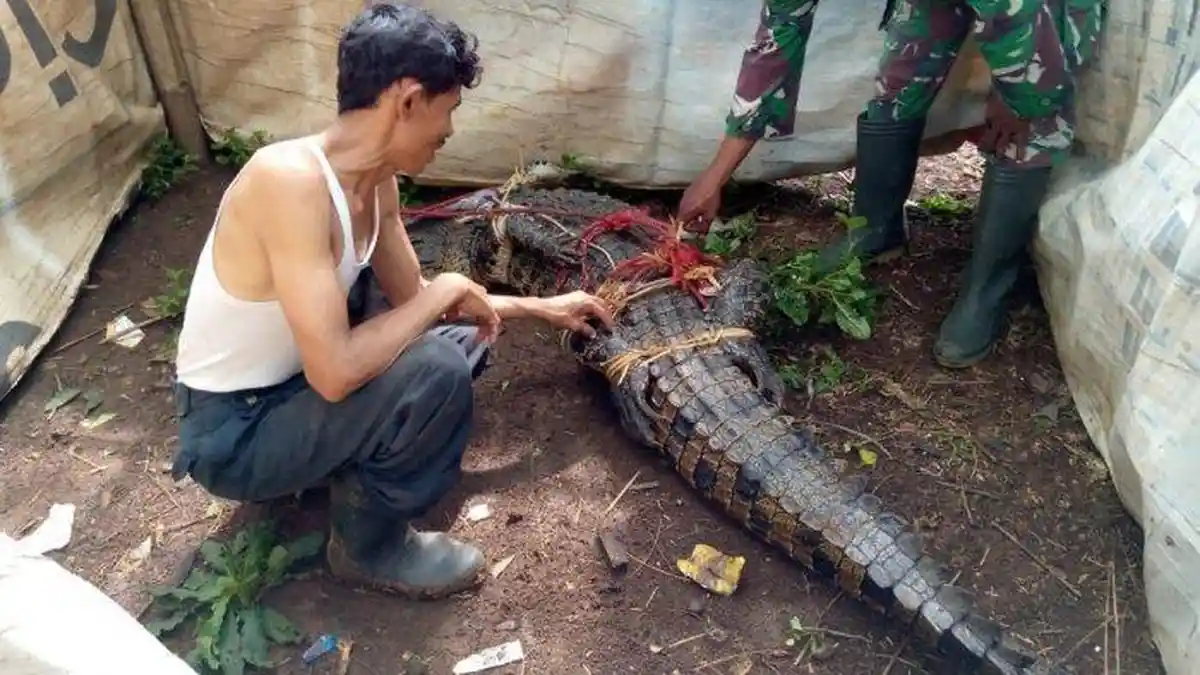 Geger, Buaya Berukuran 3 Meter Ditemukan di Kebun Kelapa Rumpin Bogor