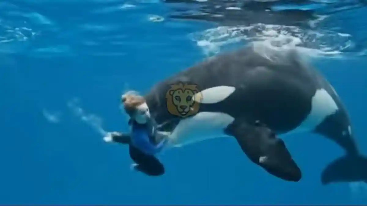 FULL Link Video Jessica Radcliffe Tewas Diserang Paus Orca di Pacific Blue Marine Park