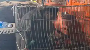 Evakuasi-Lutung-di-Bekasi.jpg
