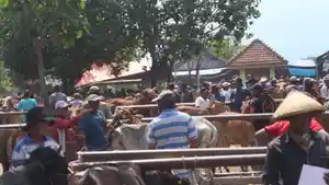 HARGA-NAIK-Aktifitas-pedagang-sapi-di-Pasar-Patok-Lumajang.jpg
