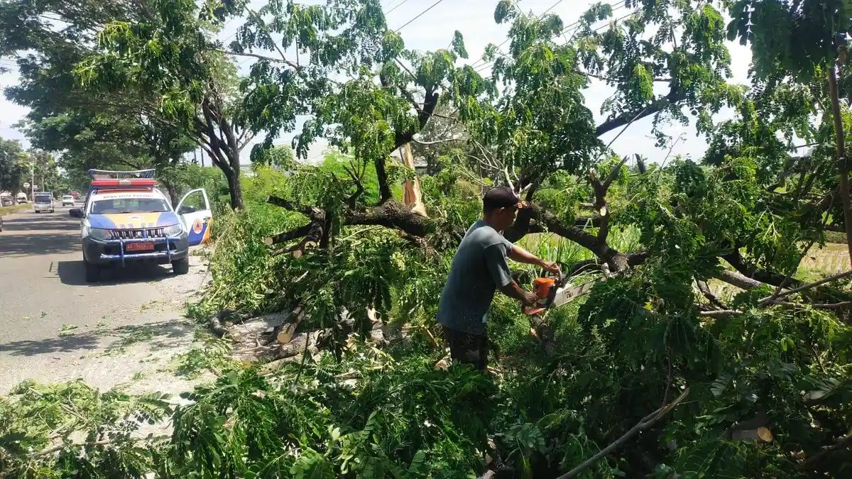 2 Pohon Tumbang Akibat Pelapukan di Padang, Hambat Akses Jalan dan Timpa Pagar Puskesmas