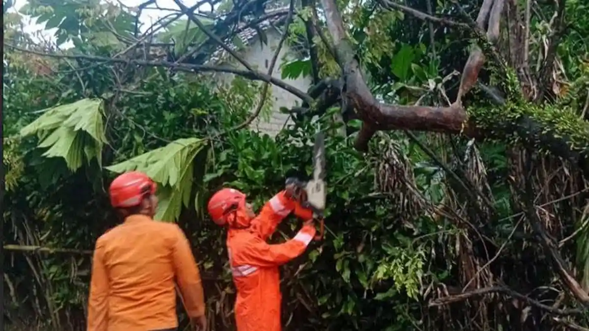 Waspada Angin Kencang di Bogor, di Bojonggede Pohon Tumbang Timpa Kabel Listrik