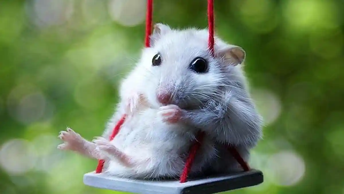 Hamster Memang Suka atau Terpaksa Berlari di Atas Roda Putar? Ternyata Ada Fakta Unik di Baliknya