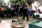 Diamankan BBKSD Wilayah I Bogor, Buaya Peliharaan Warga Babakan Madang Bogor Sempat Mengamuk