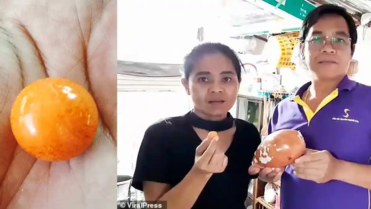 Kaya Mendadak, Sopir Truk Temukan Mutiara Melo Langka Seharga Rp5 Miliar saat Makan Siput Laut