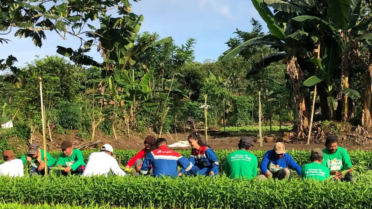 Hidupnya Pertanian Kampung Sidrap Kutai Timur, Berpotensi jadi Agrowisata