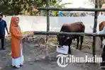 Wali-Kota-Mojokerto-Ika-Puspitasari-menyerahkan-secara-simbolis-hewan-kurban-untuk-masyarakat.jpg