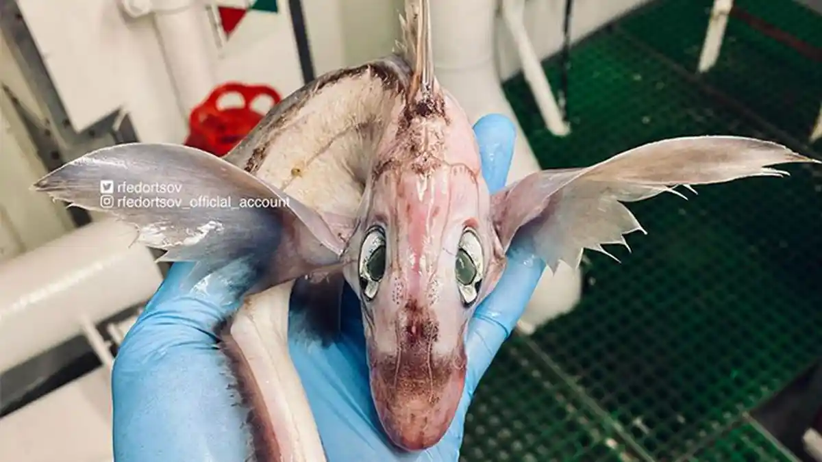 VIRAL Ikan Mirip 'Bayi Naga' Ditemukan Nelayan Rusia, Ini Wujud Aslinya ...