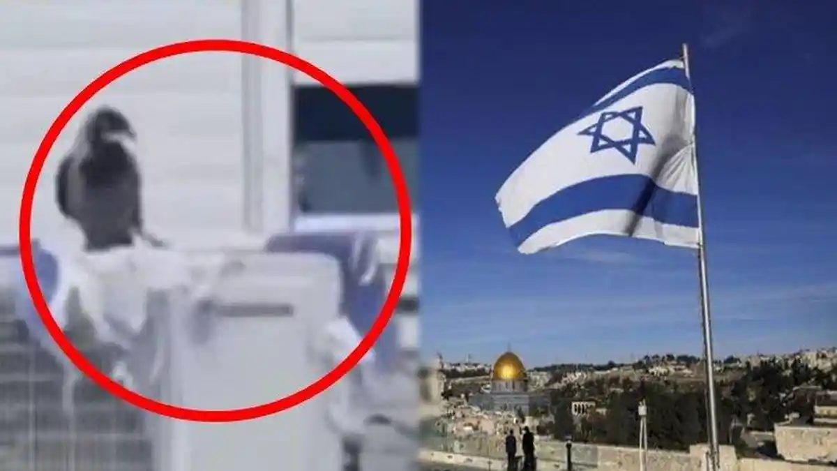 Fenomena Unik, Seekor Burung Gagak Robek-robek Bendera Israel