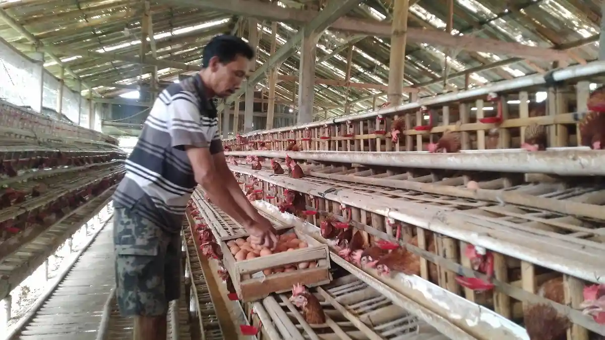 Harga Telur Ayam Naik Jelang Nataru, Peternak di Kudus Kewalahan Terima Permintaan