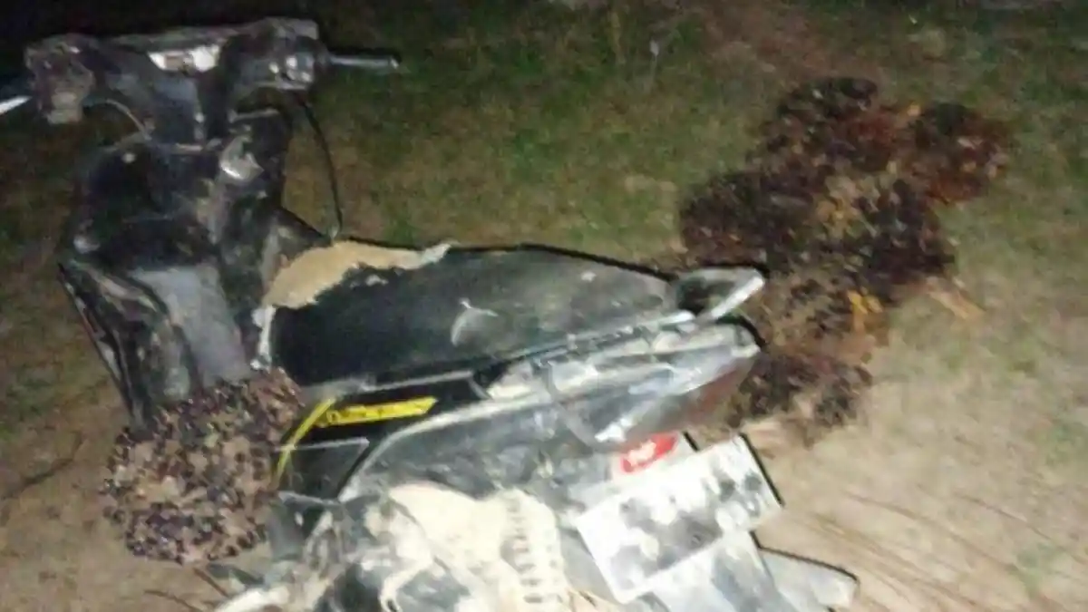 WADUH, Eks Sekuriti Kepergok Mencuri TBS di Kebun PT Dharma Agung