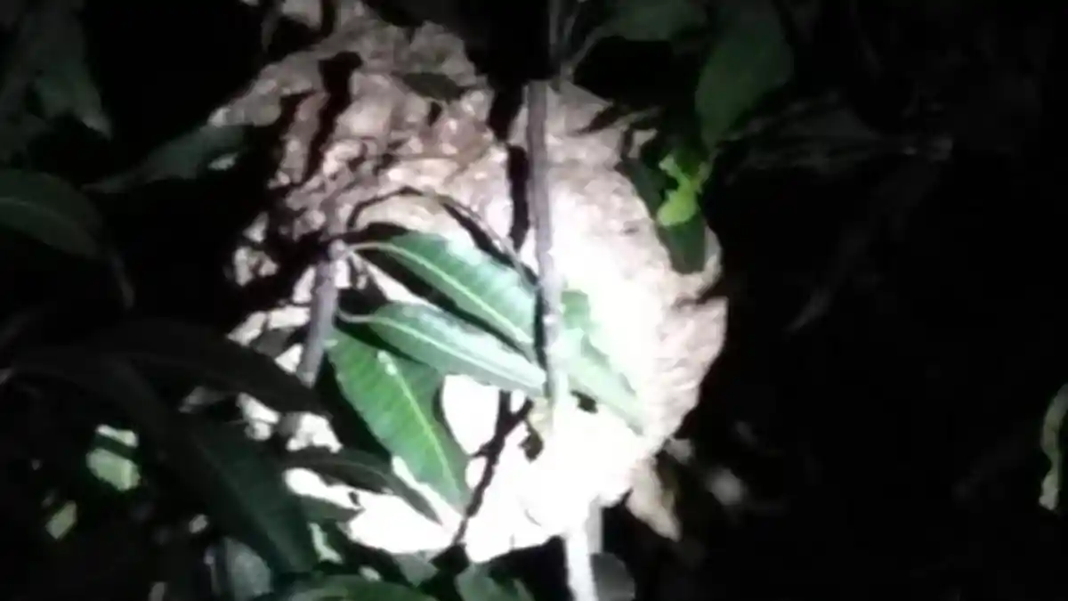Seorang Wanita di Lebak Bulus Tersengat Tawon Hingga Alami Pembengkakkan
