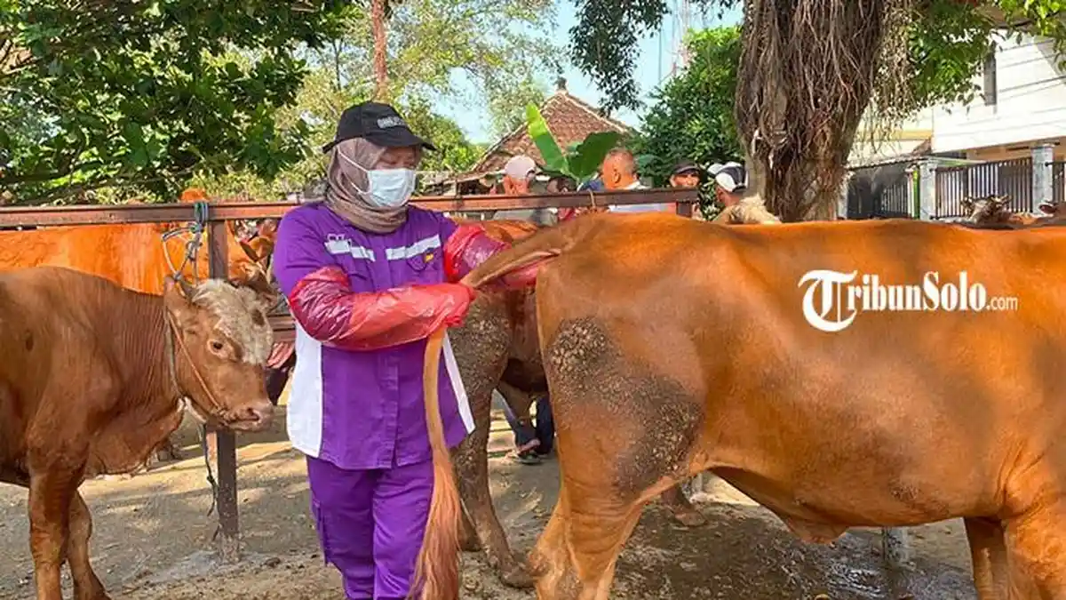 Jelang Hari Raya Idul Adha, Ratusan Sapi Kurban di Pasar Hewan Bekonang Sukoharjo Diperiksa