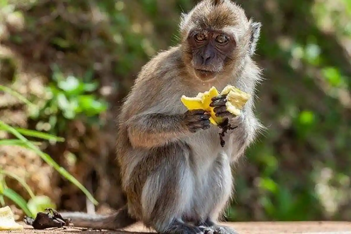 Bocah 7 Tahun di Lembar Lombok Barat Diserang Monyet Liar hingga Luka Robek di Punggung
