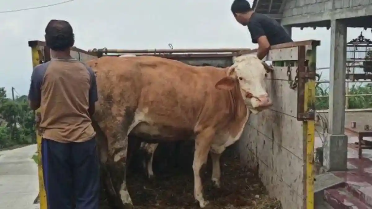 2.000 Sapi Pengungsi Bakal Dapat Subsidi Pakan, Dinas Pertanian Ajukan Rp 800 Juta untuk Sebulan