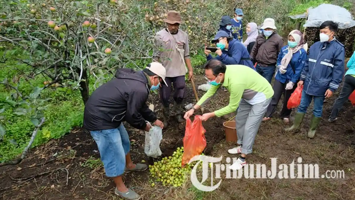 Buah Apel Diserang Mata Ayam, Petani Tak Untung, Tapi Tetap Pertahankan Ikon Kota Batu
