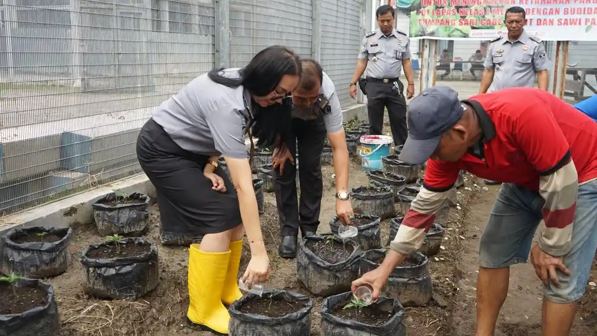 Dukung Ketahanan Pangan, Lapas Kelas I Medan Laksanakan Pemberian Pupuk Cair pada Cabai Rawit