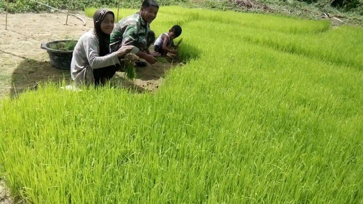 Petani di Abdya Minta Dinas Pertanian Sediakan Bibit Padi Tahan Hama, Ini Alasannya