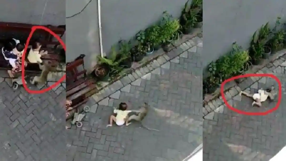 VIDEO Viral, Monyet Seret Balita Saat Pertunjukan Topeng Monyet, Jadi Sorotan Media Asing