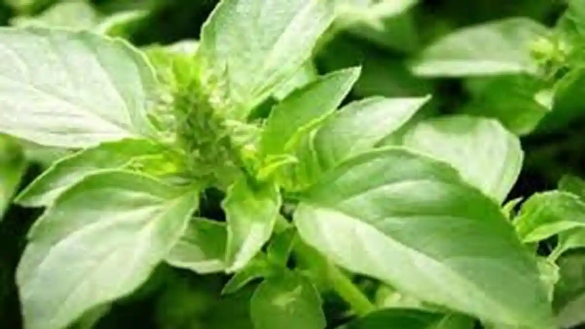 Daun Kemangi, Lalapan dan Campuran Menu Makanan Dengan Sejumlah Khasiat Bagi Kesehatan