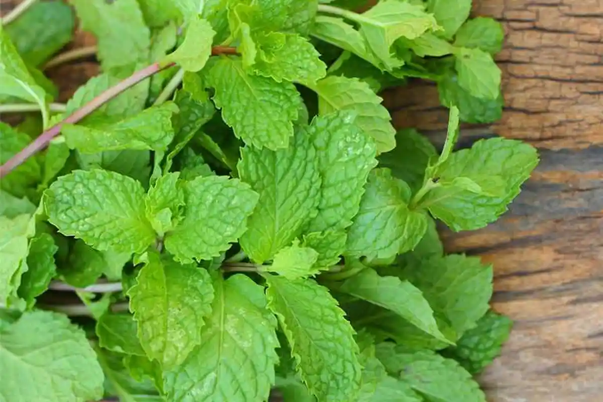 Manfaat Daun Mint yang Jarang Diketahui, Bisa Meningkatkan Fungsi Otak