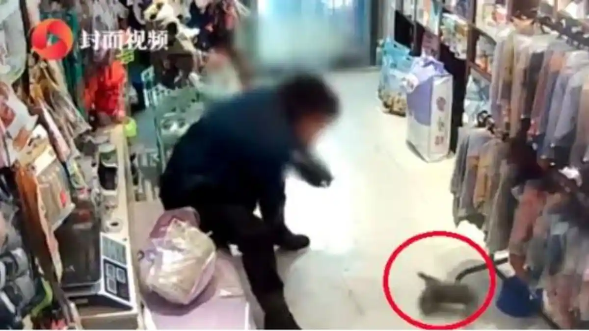 VIRAL! Video Wanita Siksa Anak Kucing, Ternyata Ini Alasannya