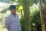 Pohon-pisang-berbuah-ribuan-di-Kabupaten-Sampang-Jawa-Timur.jpg