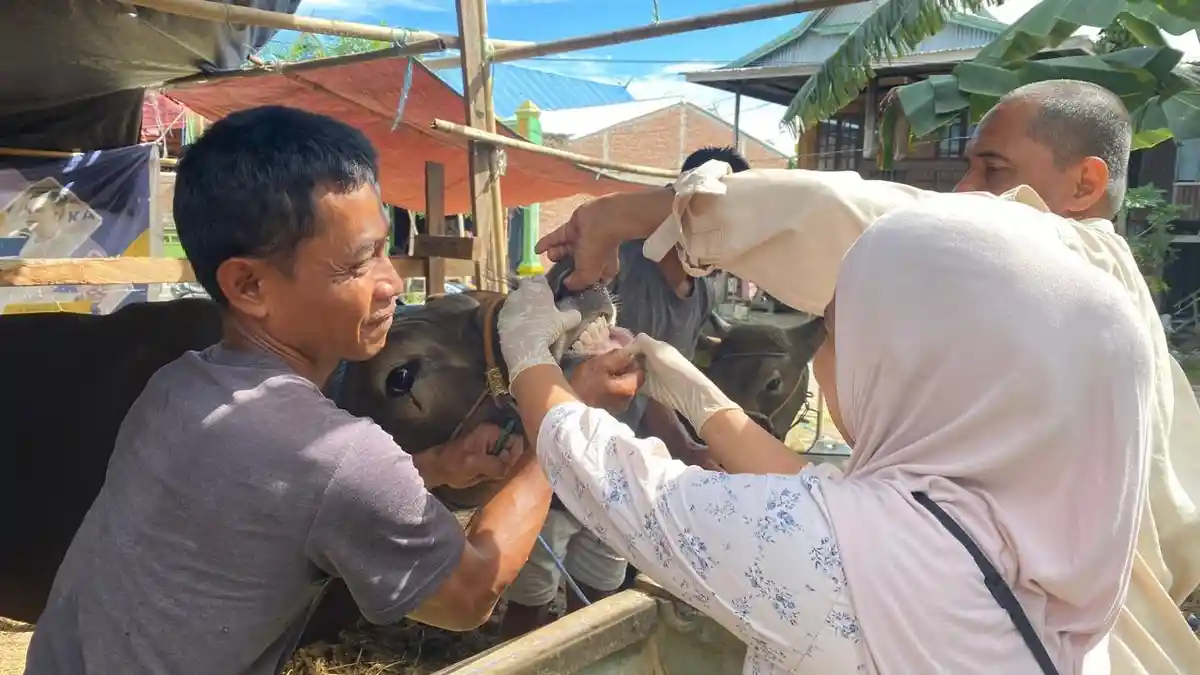 Jelang Iduladha, Pemkab Sidrap Perketat Pemeriksaan Hewan Kurban, 4.382 Ekor Divaksin