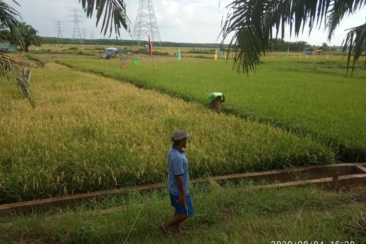 Padi Sailun Salimbai, Akhirnya Dipantenkan Menjadi Benih Padi Unggul di Muarojambi