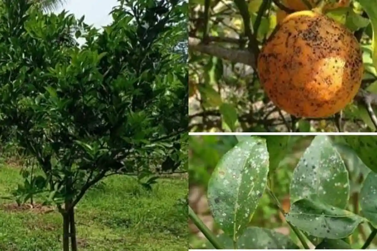 Tanaman Jeruk Milik Warga Tulung Selapan Diserang Hama Embun Jelaga