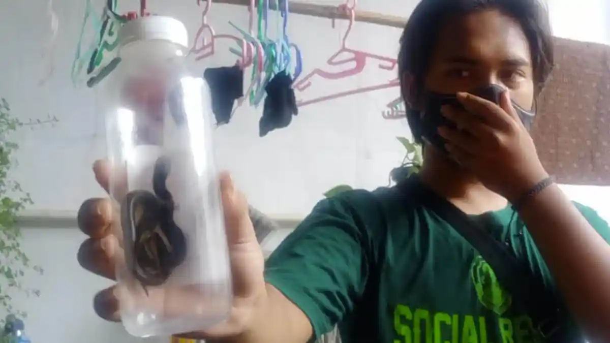 Ada Suara Kresek-kresek, Nina Warga Blulukan Regency Kaget, Ada Anak Kobra di Dalam Rumahnya!