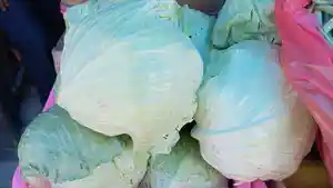 harga-sayur-Kol.jpg