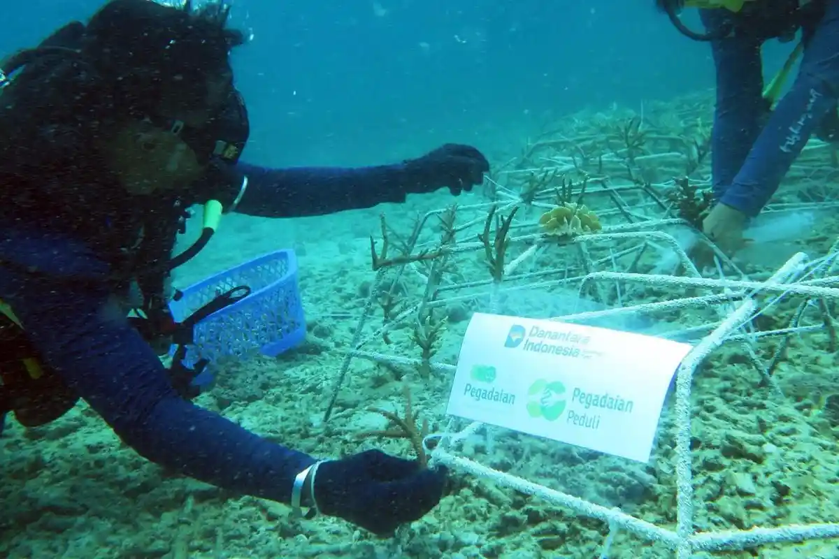 Pegadaian Rehabilitasi Karang di Pulau Barrang Lompo Makassar