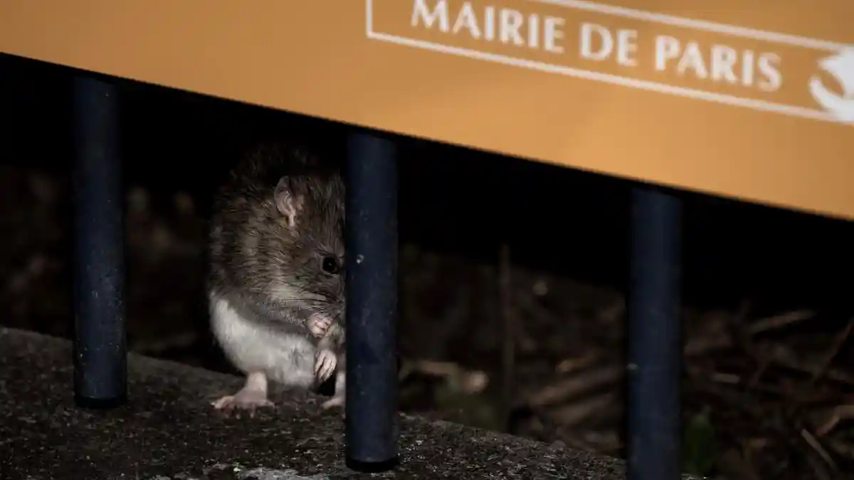 Ledakan Populasi Tikus di Kota Paris, Warga Diminta Hidup Berdampingan dalam Harmoni