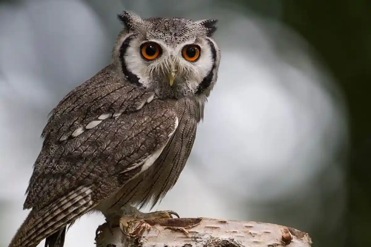 Apakah Boleh Memelihara Burung Hantu di Rumah dan Mengapa Disebut Burung Hantu?