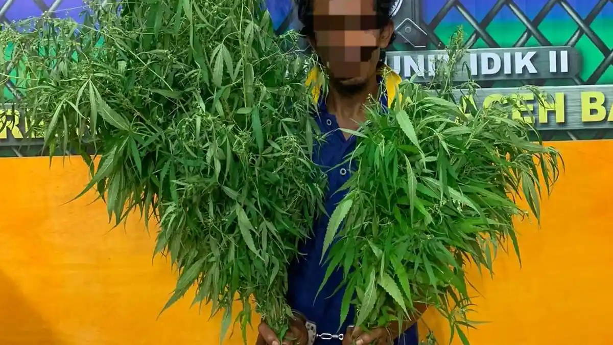 Nekat, Tanam Ganja di Pekarangan Rumah, Warga Abdya Dibekuk Polisi