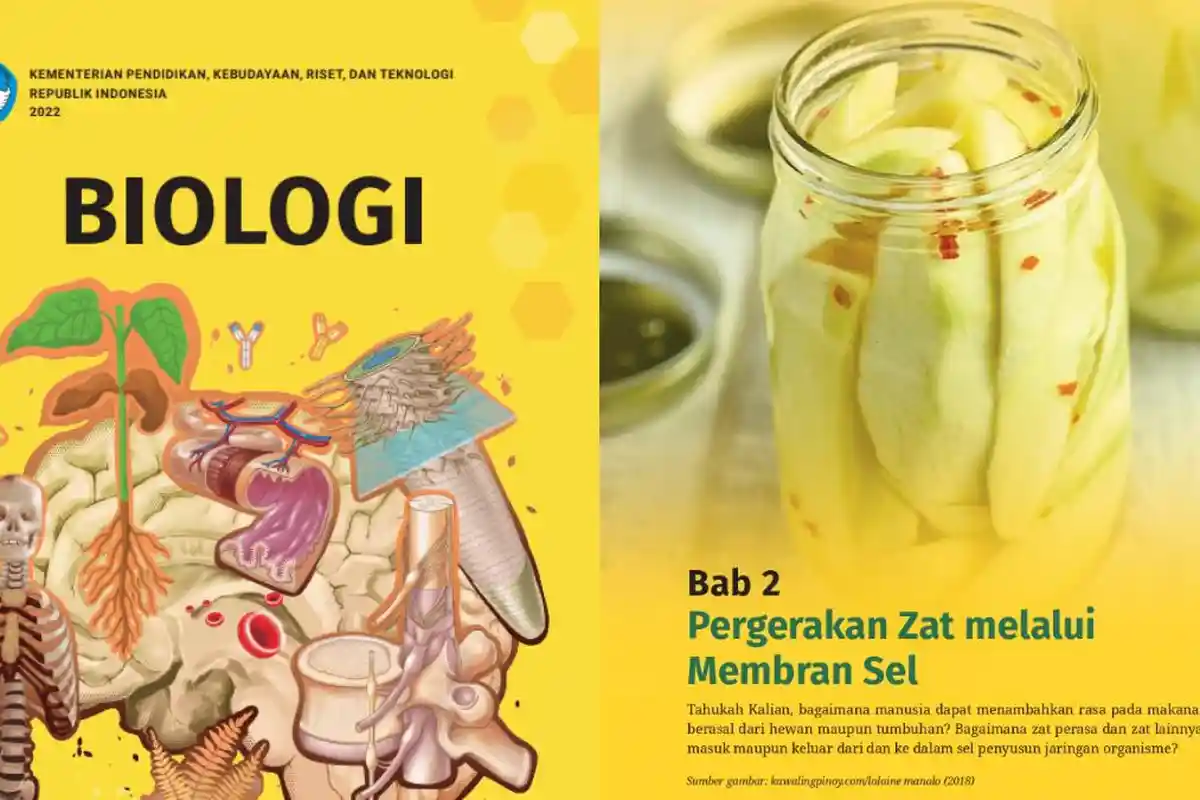 Kunci Jawaban Biologi Kelas 11 SMA/MA Kurikulum Merdeka Bab 2, Aktivitas 2.13 Ayo Berpikir Kritis