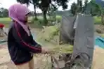 Harga Gabah Kering Menurun