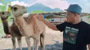 peteranakan-kurban-Unta-Mojokerto.jpg