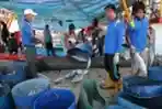 Harga Ikan Laut Naik