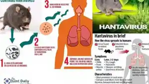 HANTAVIRUS25.jpg