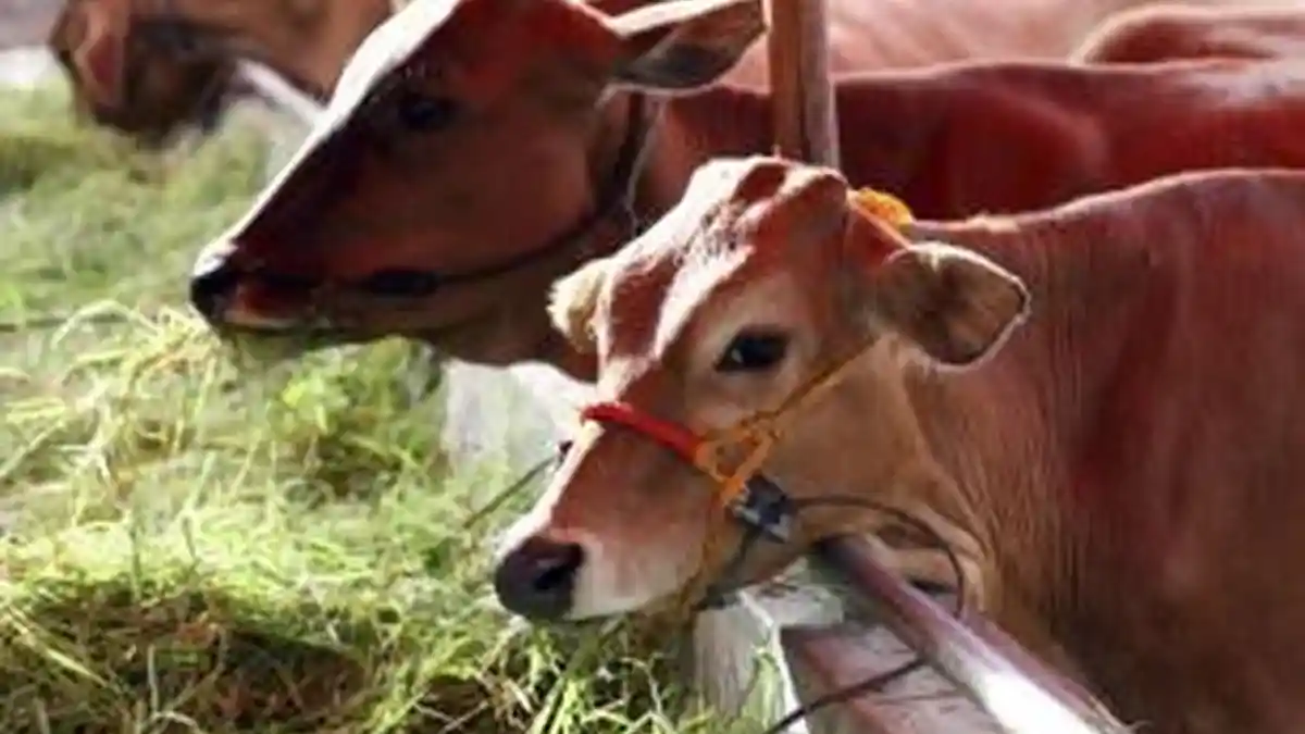 Berkurban untuk Orang yang Sudah Meninggal saat Idul Adha 2022, Apakah Boleh? Ini Penjelasannya