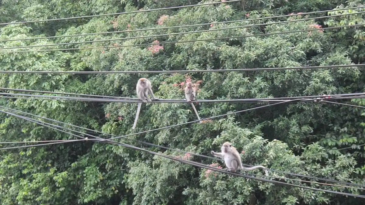 Monyet Liar Datangi Warpat Puncak Bogor, Warga: Mereka Biasanya Penasaran dengan Tas Ransel