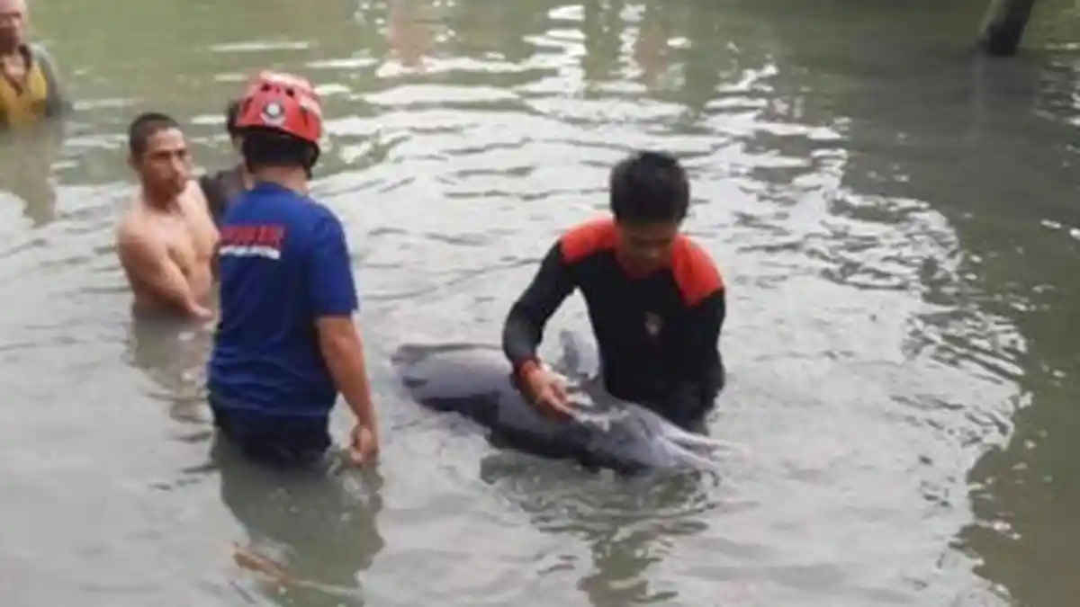 Lumba-lumba Penuh Luka Terdampar di Sungai Lamunre Luwu