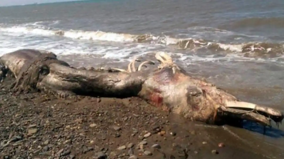Hewan Laut Misterius Terdampar di Pesisir Rusia