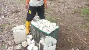 Jual-Karet-ke-pengepul.jpg