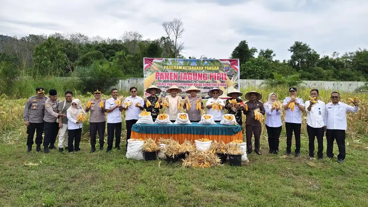 Polres Padangsidimpuan Gelar Panen Raya Jagung, Wujud Nyata Ketahanan Pangan