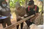 Petugas-kesehatan-memeriksa-hewan-kurban-di-lapak-penjualan-di-Kabupaten-Malang.jpg