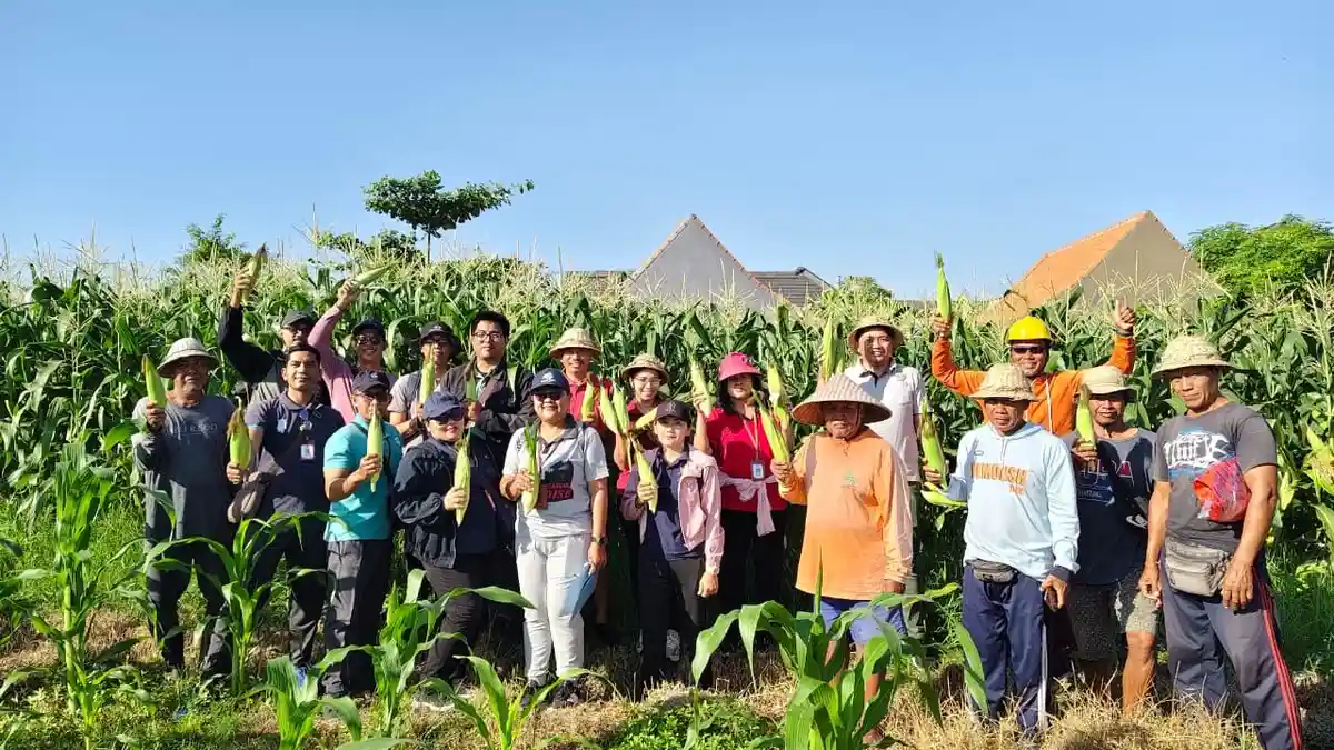 Lahan Bera Seluar 20 Are di Denpasar Hasilkan 3,21 Ton Jagung Manis Golden Boy - Tribun-bali.com