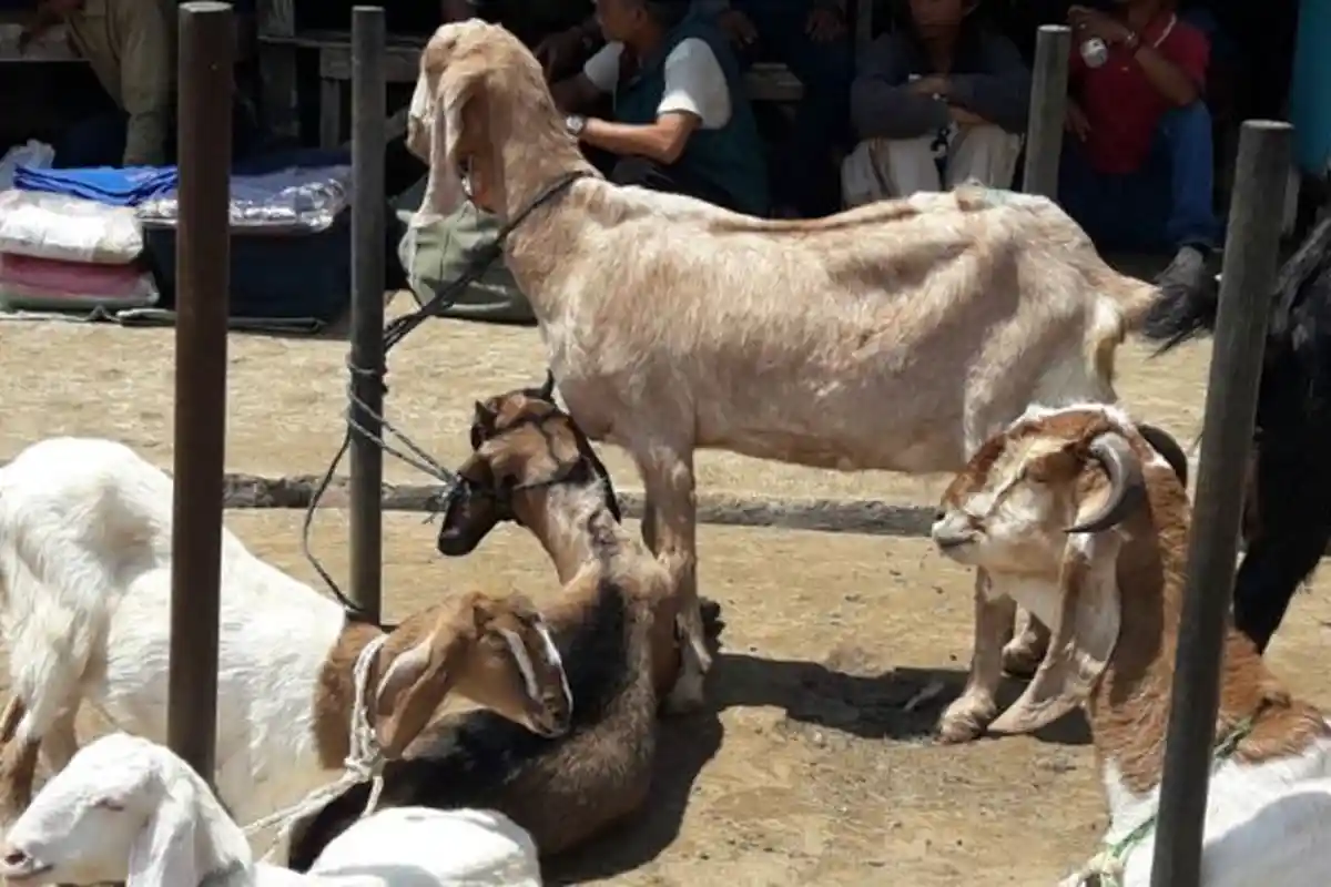 Ciri-ciri Kambing dan Domba yang Cocok untuk Jadi Hewan Kurban Idul Adha 2022, Perhatikan Tanduknya